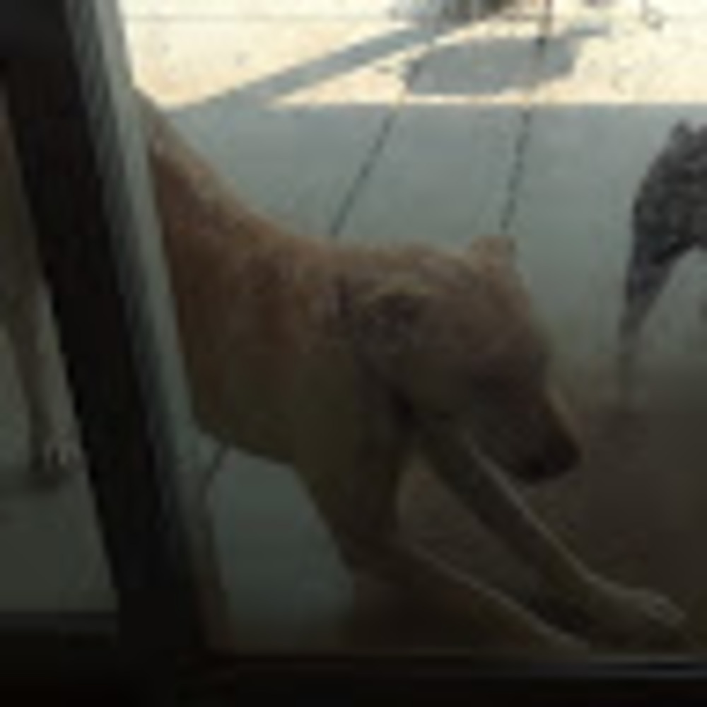 Meet your Posher, Lucky